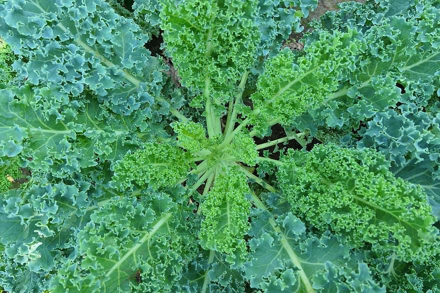 How to Grow Kale in a Hobby Greenhouse: A Step-By-Step Guide - Krostrade
