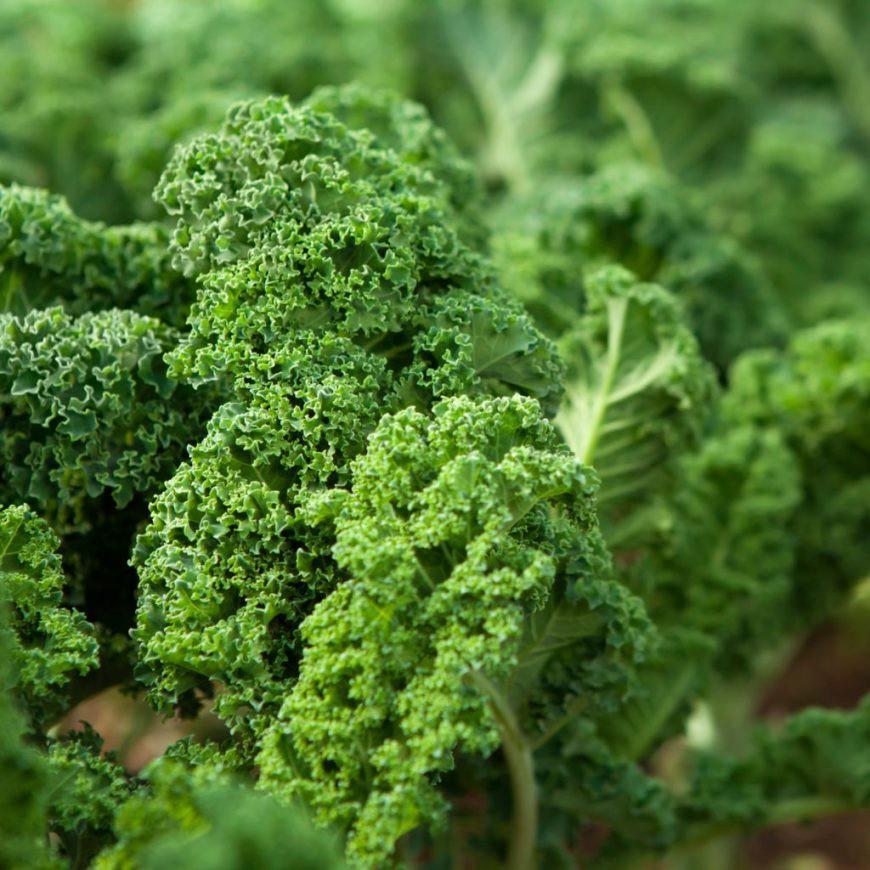 How To Grow Kale | The Complete Guide To Growing Kale + 5 Harvest Tips | by Gardenuity | Gardenuity — The Sage | Medium
