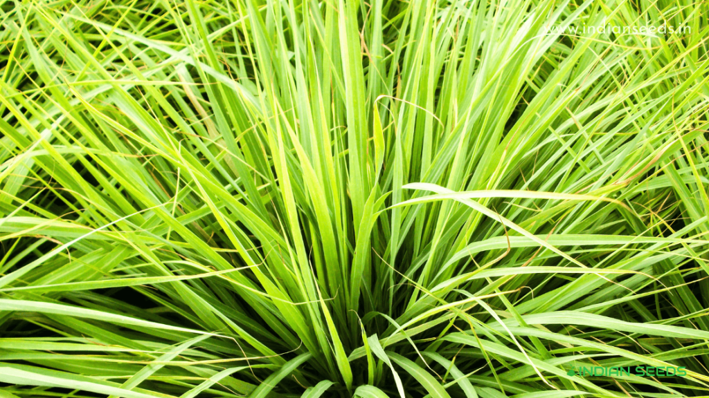 Guide for Growing Lemon Grass from Seeds -