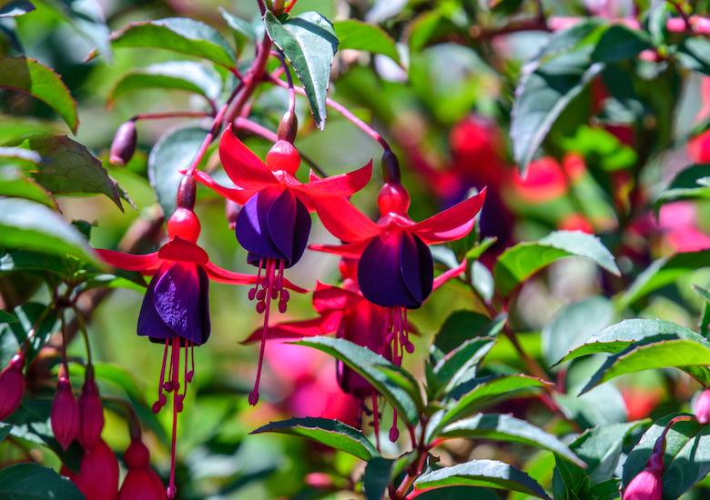 How to pinch out fuchsias | Blog at Thompson & Morgan