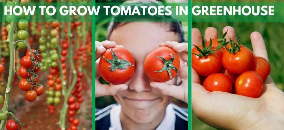 How to Grow Tomatoes in Greenhouse | Greenhouse Tomatoes Guide