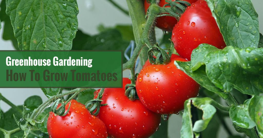 How to Grow Tomatoes in a Greenhouse | Greenhouse Emporium