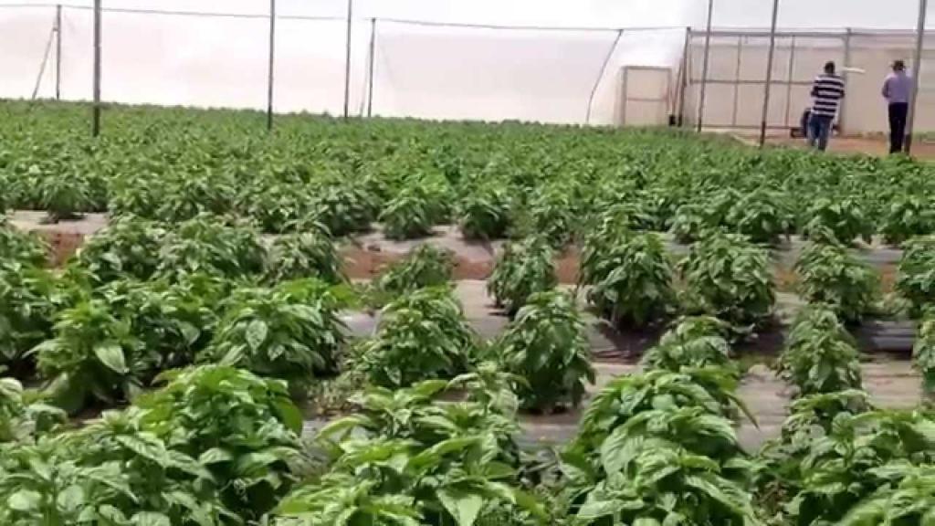 Growing basil in greenhouse- pichon's basil - YouTube