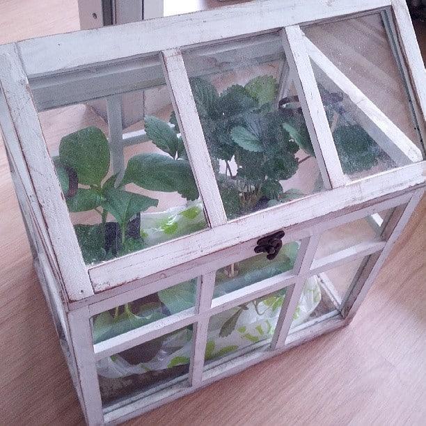 Mini Indoor Greenhouse Guide You Should Know About