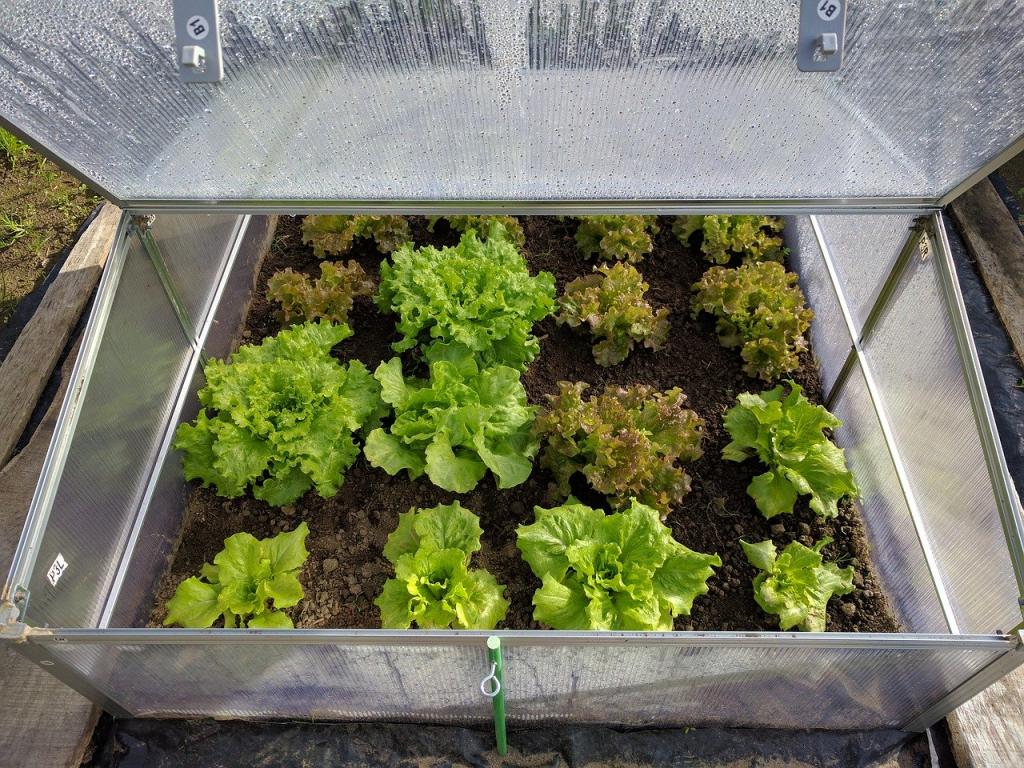 How Warm Do Plants Stay in a Small Pop-Up Greenhouse - Krostrade