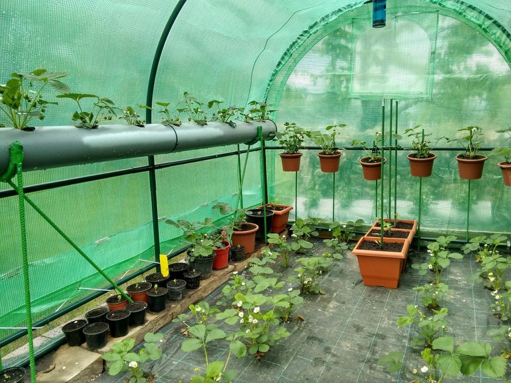 How To Keep Small Hobby Greenhouse Warm - Krostrade