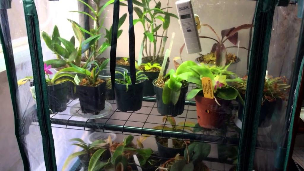 How to make a Cheap DIY Indoor Grow Chamber for Warm Growing Orchids and Lowland Carnivorous Plants - YouTube