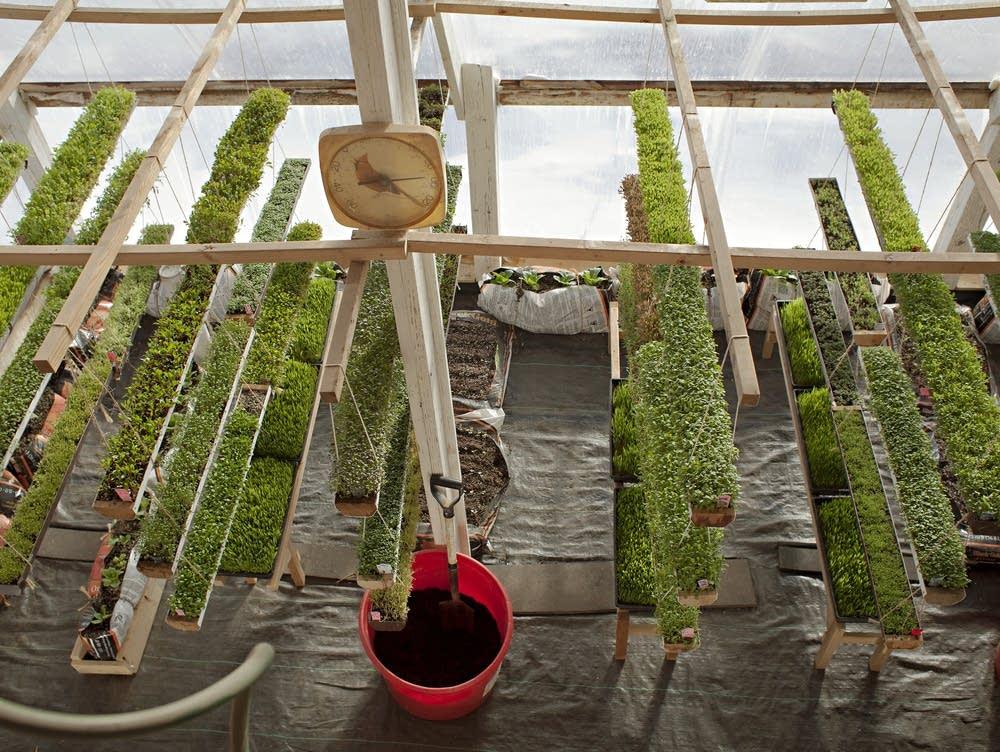 Deep winter' greenhouse grows veggies year-round | MPR News