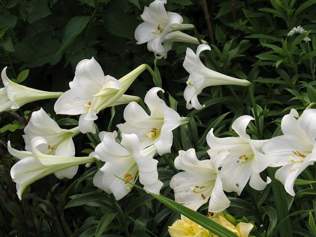 Easter lilies! | Easter lily, Beautiful flowers, Spring plants