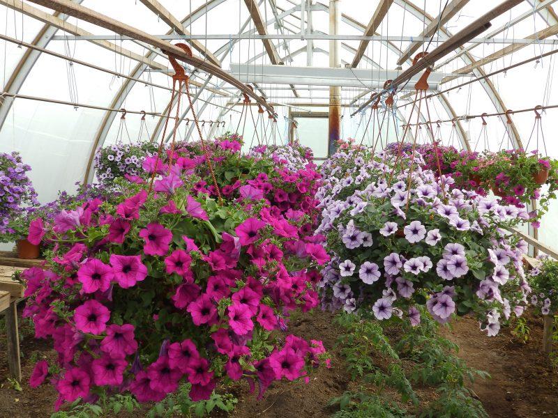 How To Prepare A Greenhouse Petunia For Planting - Krostrade