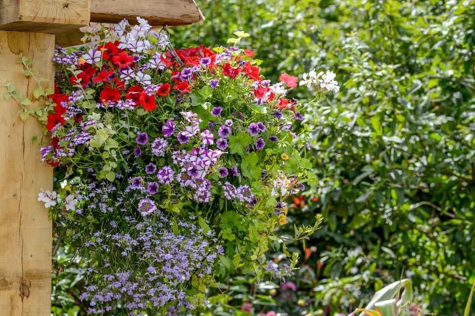 How to Grow Petunias - BBC Gardeners World Magazine