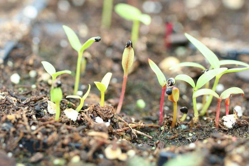 How To Prepare The Seeds Of Crops Before Planting In A Greenhouse - Krostrade