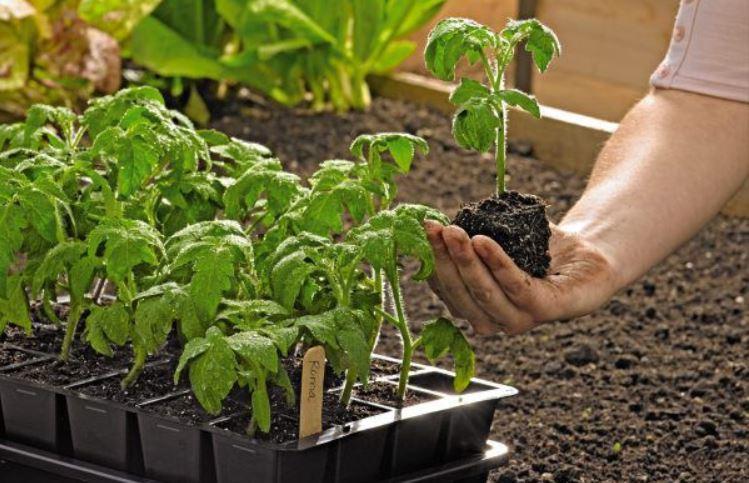 How to Start Seeds - Germinating Seeds | Gardener's Supply