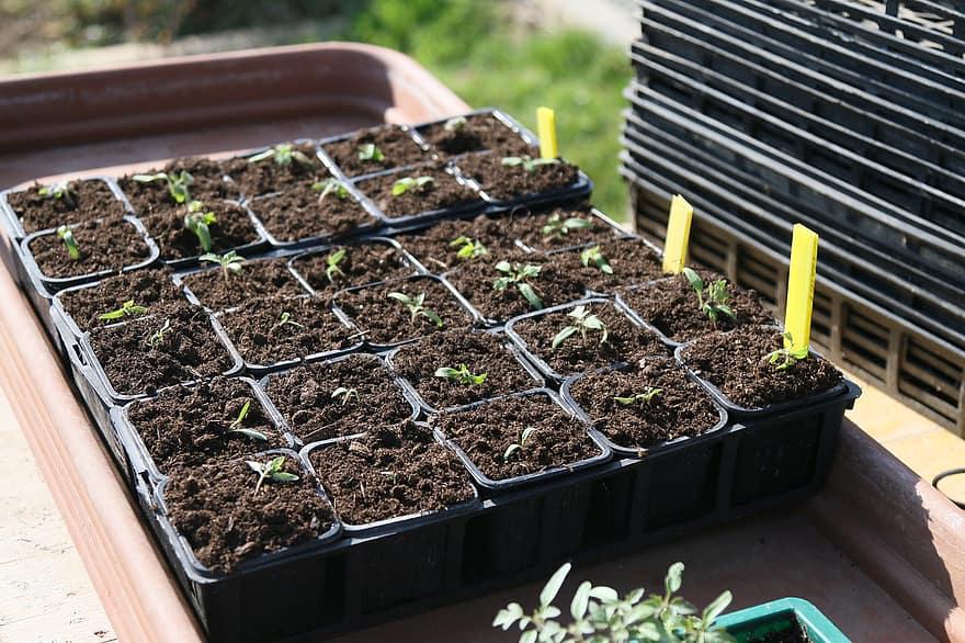 How To Start Seeds In A Small Greenhouse - Krostrade