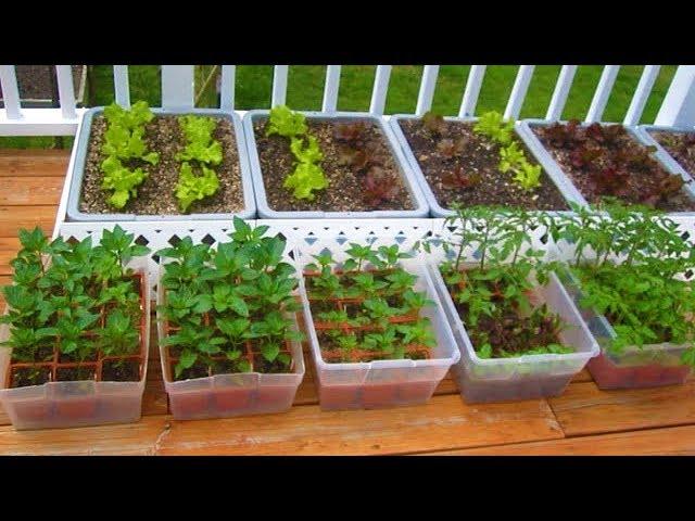How to start a Container Garden from Seed Easy! STEP by STEP grow  vegetables plant organic - YouTube