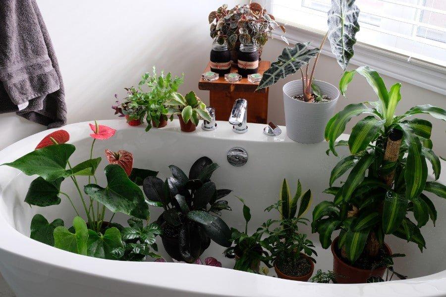How To Water Indoor Plants While On Vacation - Smart Garden Guide