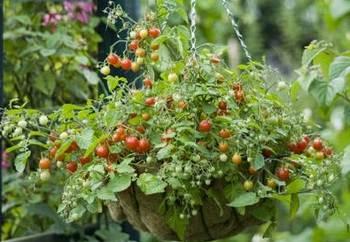 Bush Determinate tomato varieties 