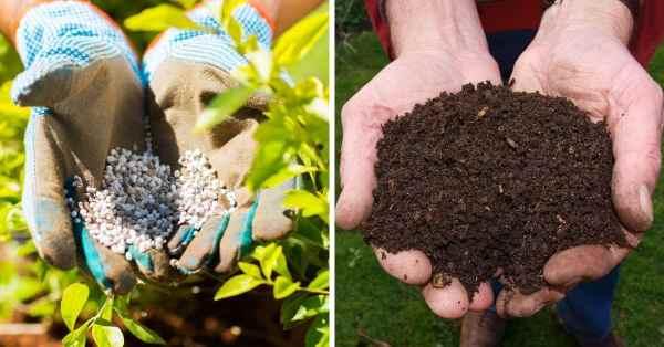 Compost vs. Fertilizer, Explained - Gardening Channel