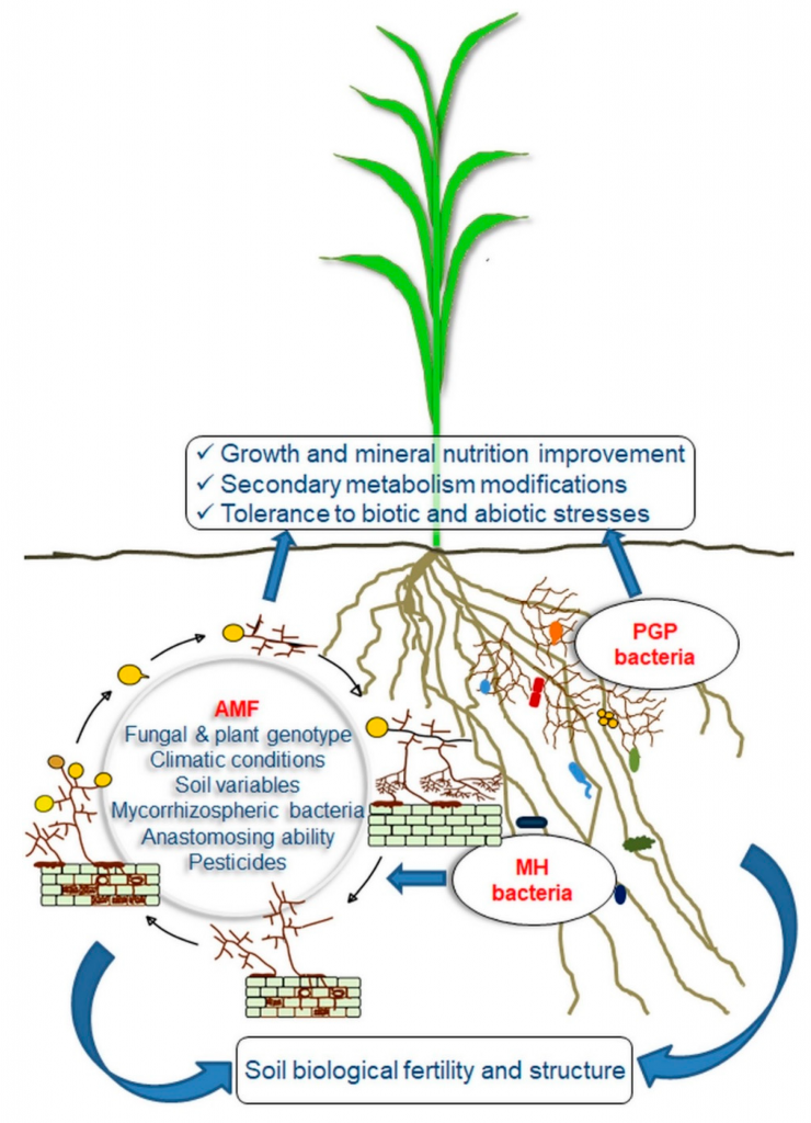 Agronomy | Free Full-Text | Arbuscular Mycorrhizal Fungi and Associated Microbiota as Plant Biostimulants: Research Strategies for the Selection of the Best Performing Inocula | HTML