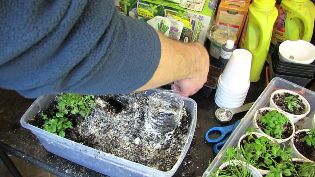 Using Diatomaceous Earth on Seed Starts for Fungus Gnats & A Bottom Watering Trick: Ideas! -TRG2016 - YouTube