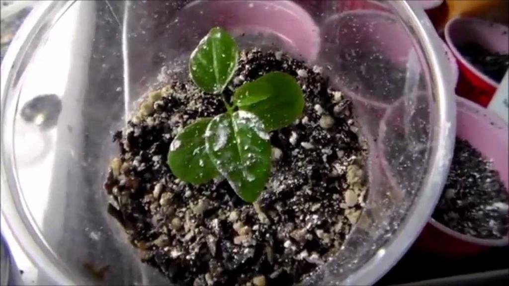 Remove Grow Room Pest Bugs ! Diatomaceous Earth Food Grade - YouTube