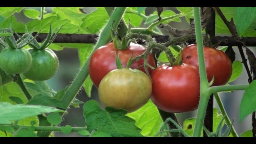 Accidental Cross Breed Tomato Great Find in My Garden! Bellmere Tomato by Mark - YouTube