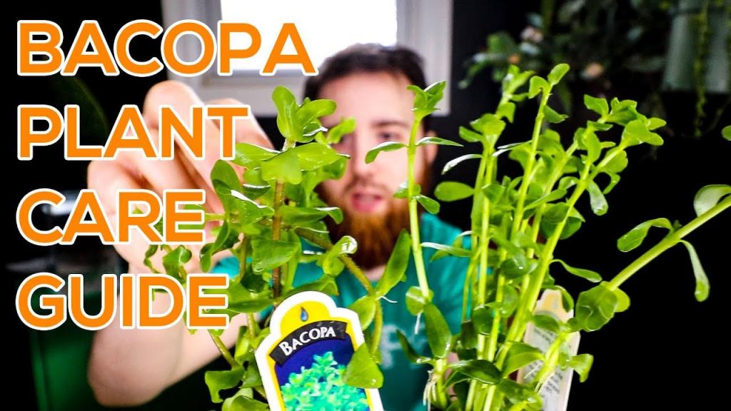 BACOPA MONNIERI, MONEYWORT, BACOPA CAROLINIANA - AQUARIUM STEM PLANT GUIDE - YouTube