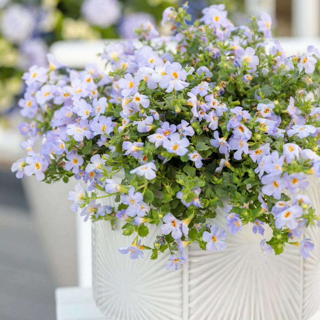Snowstorm® Blue Bacopa | Plant Addicts