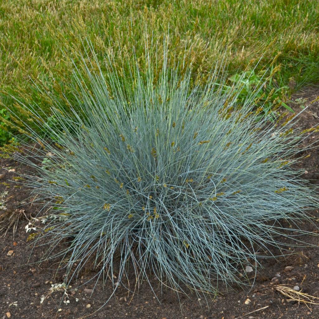 Blue Whiskers Blue Fescue | Plant Addicts
