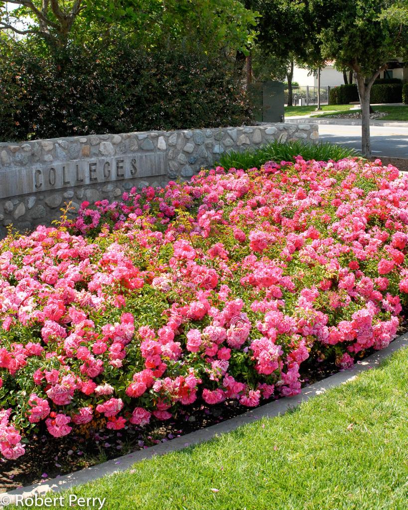 Floral Carpet rose - Inland Valley Garden Planner