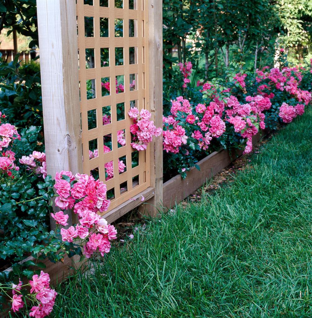 Groundcover Rose | Better Homes & Gardens