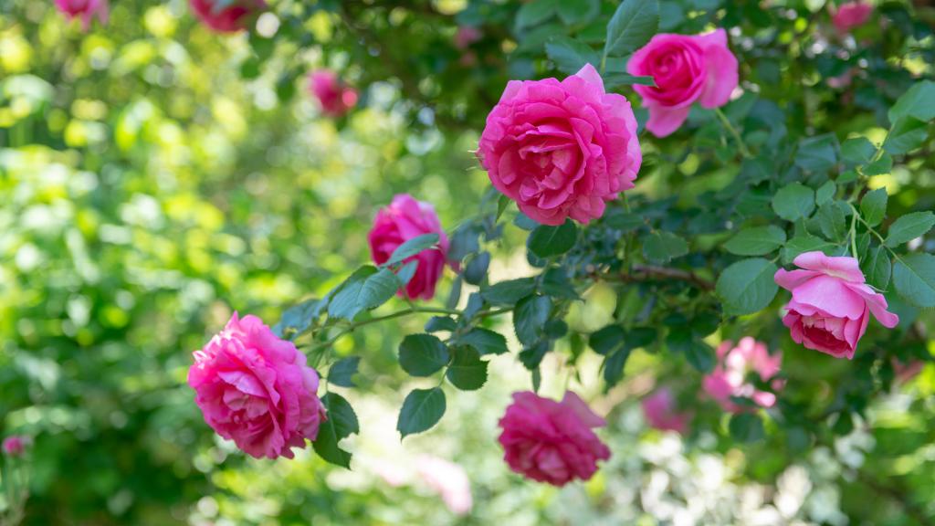 How to prune roses: keep your rose plants in tip-top condition for the most beautiful blooms | GardeningEtc