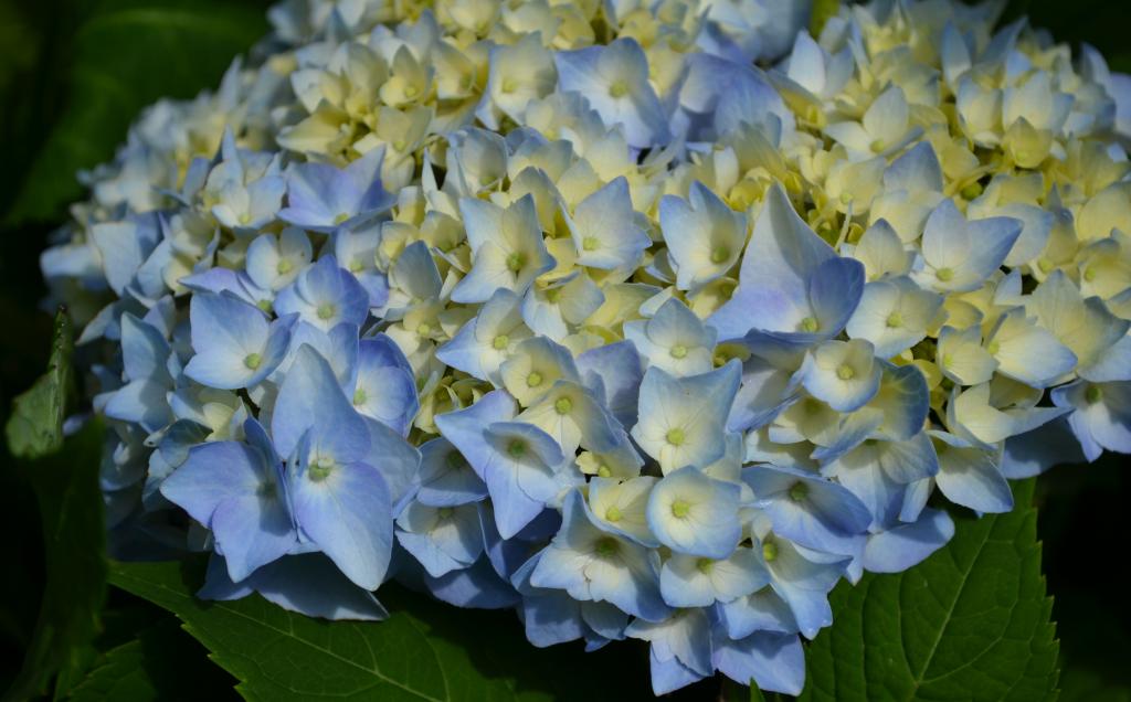 Caring for Endless Summer Hydrangea