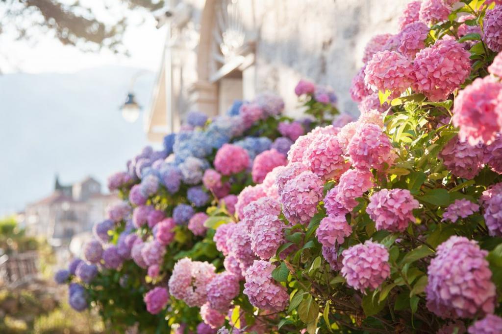 Everything You Need to Know About Endless Summer Hydrangeas - This Old House