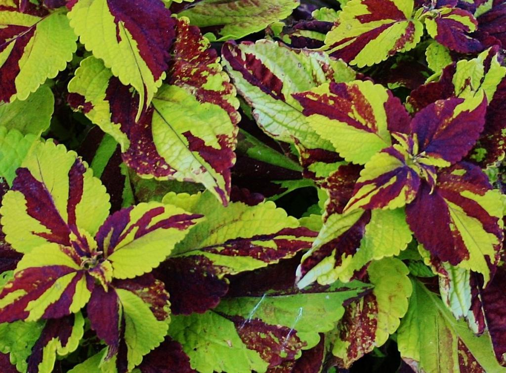 4 Easy Steps to Grow Coleus From Stem Cuttings - Dengarden