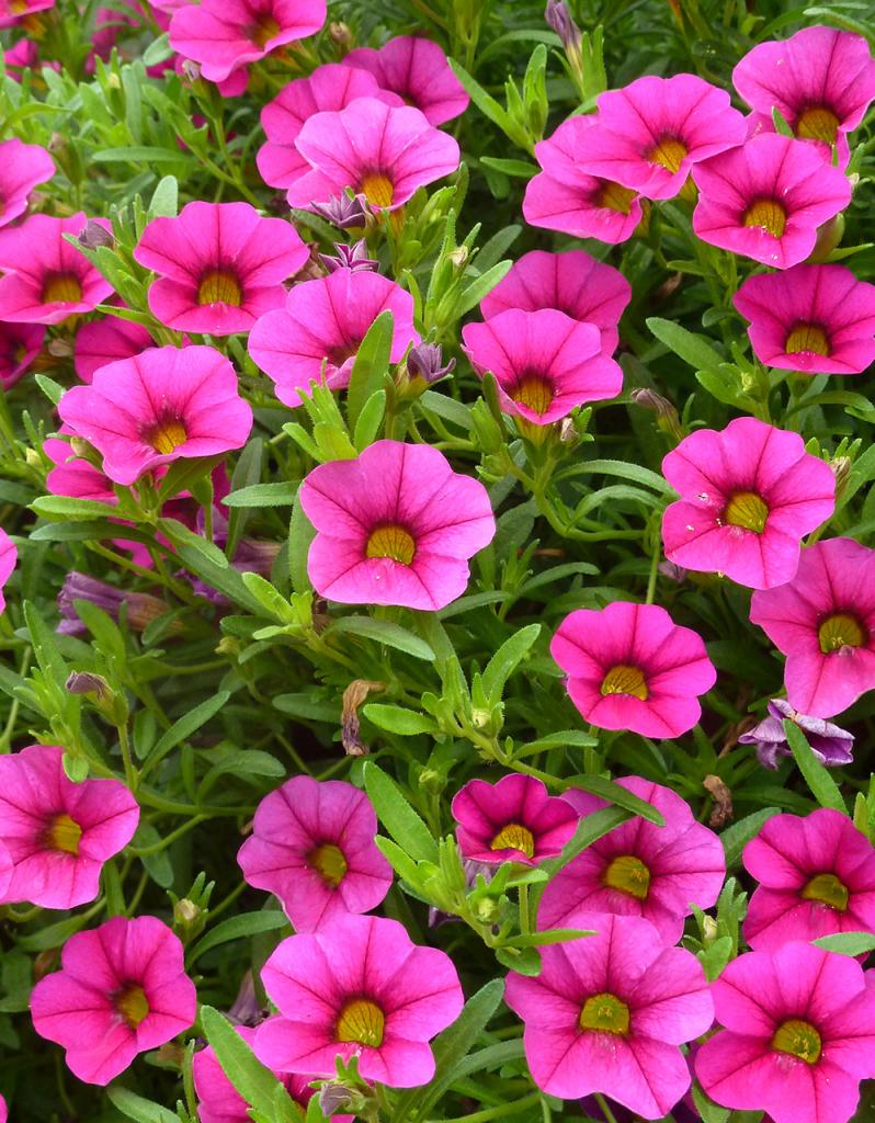 Calibrachoa Care Tips to Keep This Colorful Plant Blooming | Better Homes & Gardens