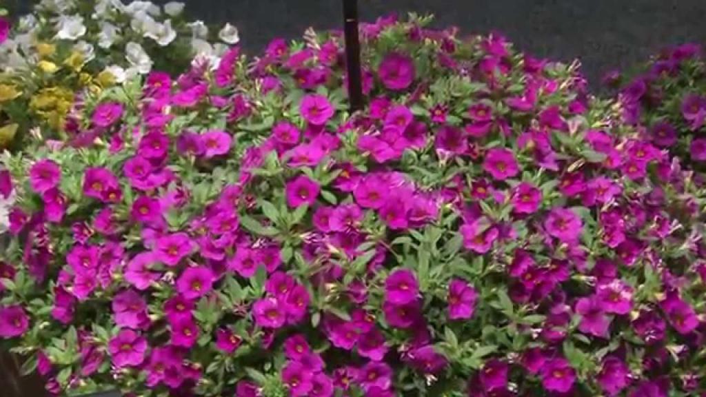 Kabloom - First Calibrachoa from Seed - YouTube