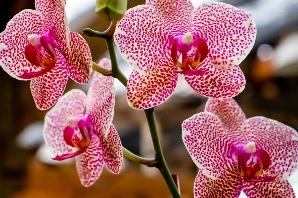 How To Cross Breed Orchids Successfully - Krostrade