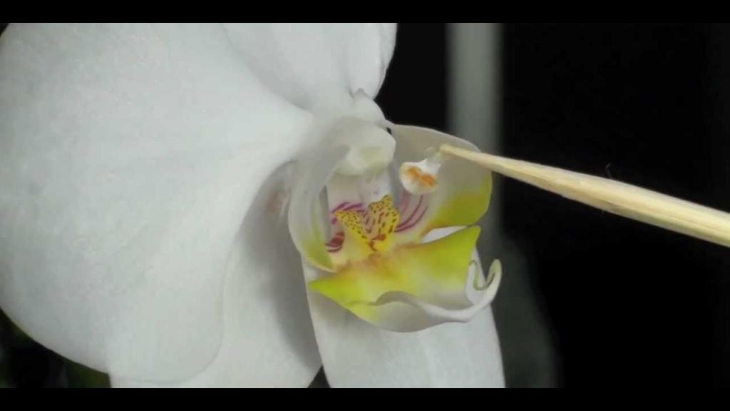 How to Pollinate Orchids - Phalaenopsis Orchid - YouTube