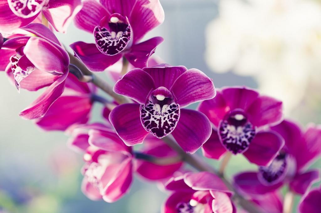 Ultimate Guide to Phalaenopsis Orchids (Moth Orchids) - Petal Republic