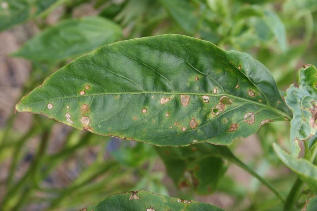 Have You Spotted Bacterial Spot of Pepper? | Kentucky Pest News