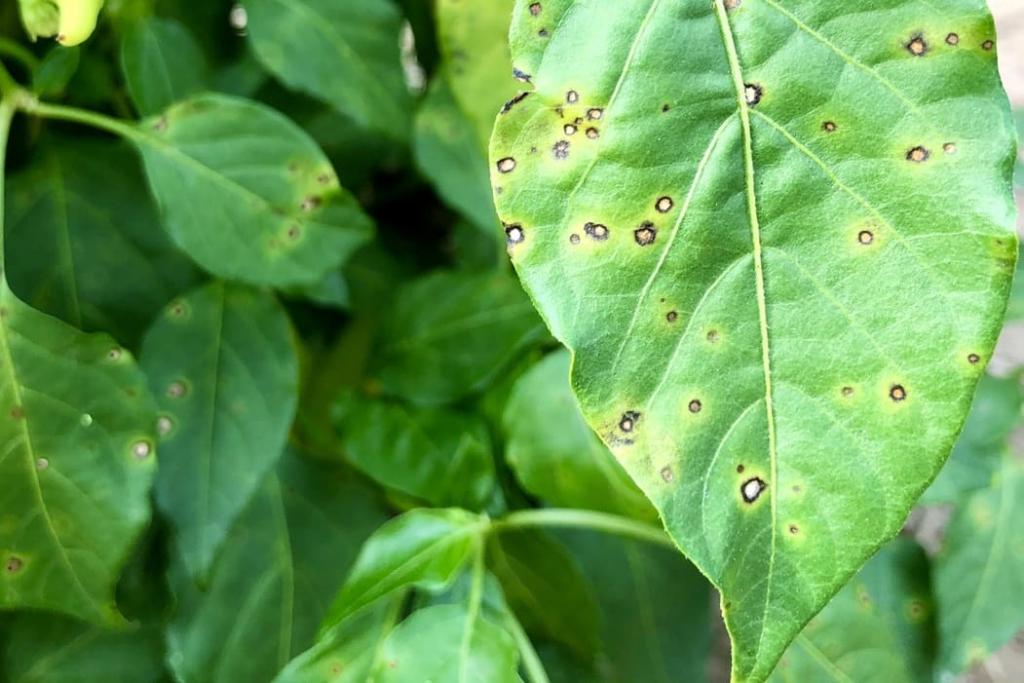 Pepper Plant Diseases and Problems (Pictures) - Pepper Geek