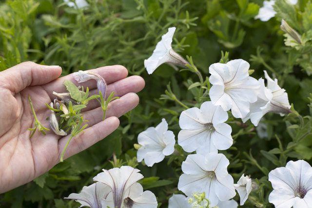 How to Deadhead Petunias | Hunker | Petunia plant, Deadheading flowers, Container flowers