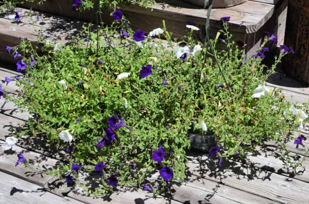 Reviving Potted Petunias - Flower Patch Farmhouse