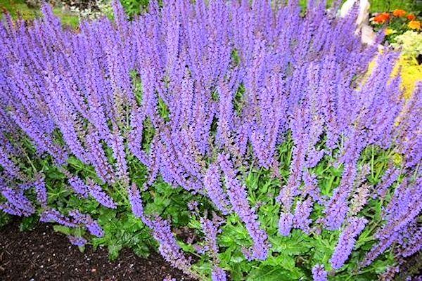A GUIDE TO NORTHEASTERN GARDENING: Pruning Salvia - A Simple How to