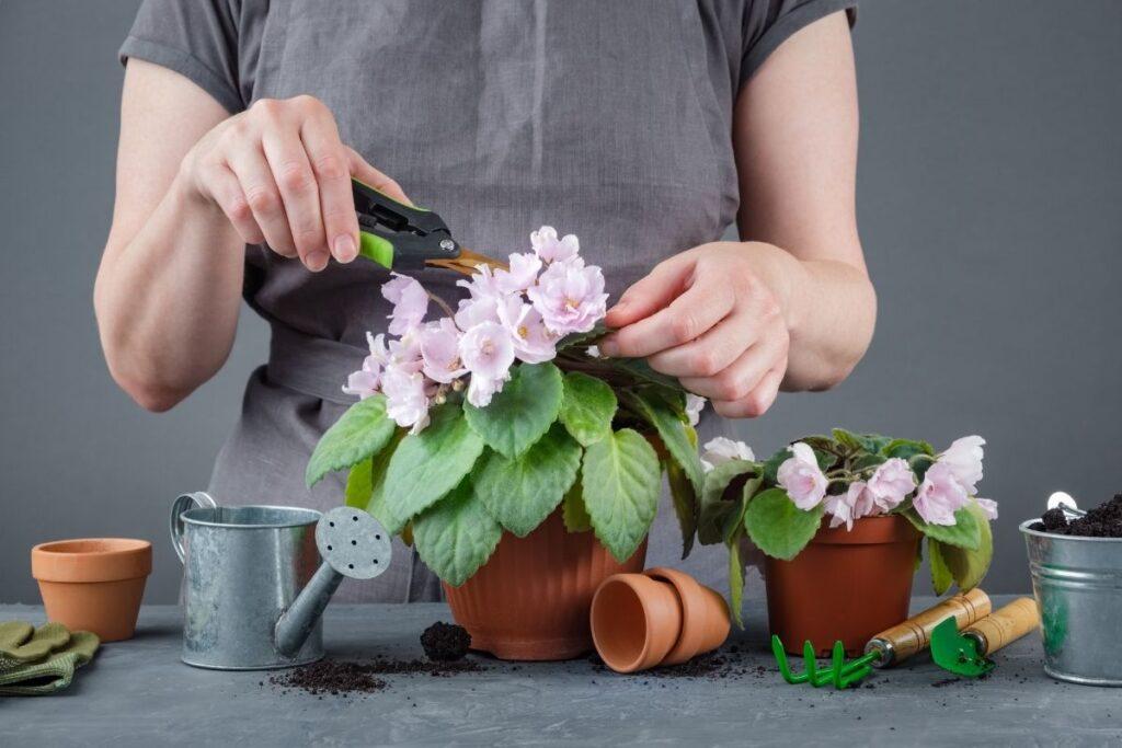 How To Prune African Violets? (Step-by-Step Guide)