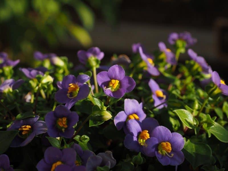 How To Deadhead African Violets. Best 2-Step Guide - Krostrade