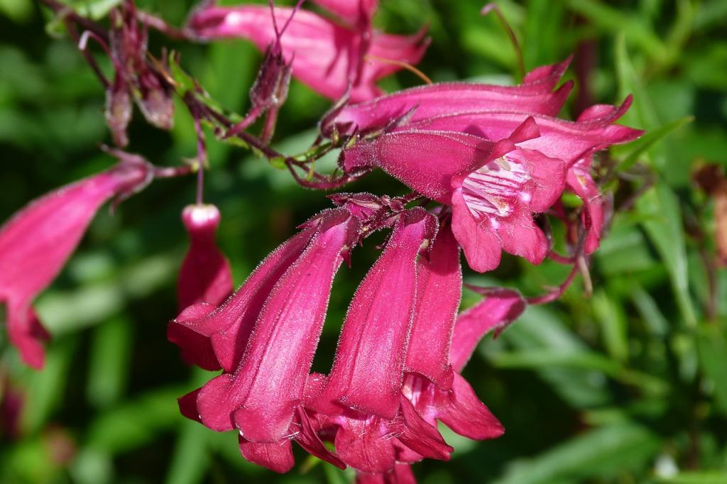 Knowing When to Plant Penstemon and How to Grow it - Krostrade