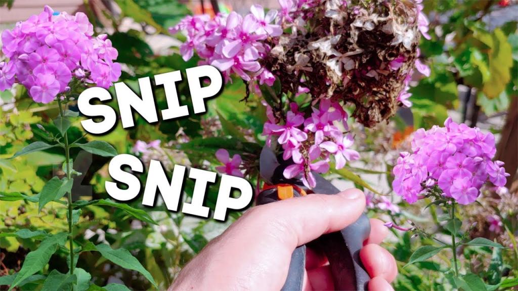 Deadhead Your Phlox For MORE FLOWERS! - YouTube