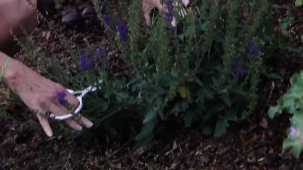 How to Deadhead Salvia May Night - YouTube